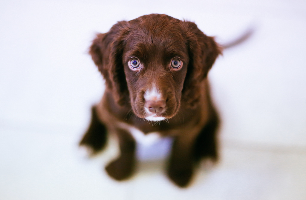 A small brown dog looking you.